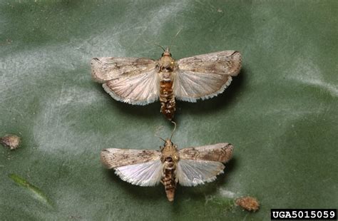 Cactus Moth Cactoblastis Cactorum