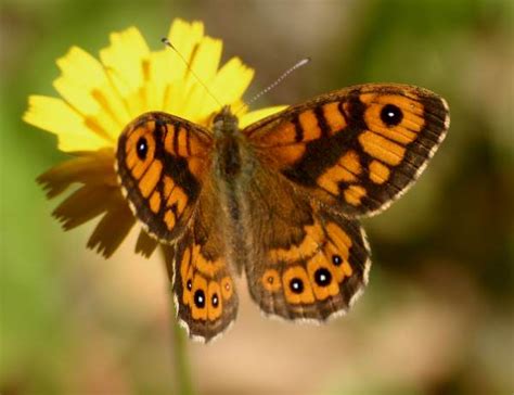 The wall is widely distributed, but rarely occurs in large numbers. Wall Brown Butterfly, Lasiommata megera, identification guide