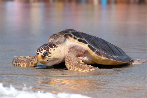 Sea Turtles North Topsail Beach North Carolina