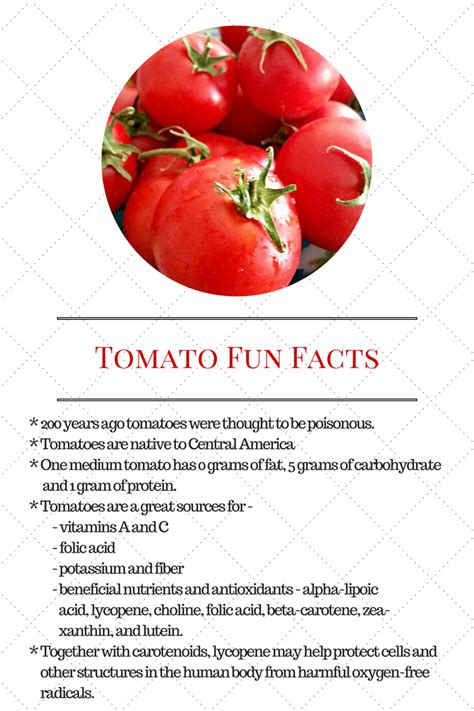 30 Creative Tomato Recipes Tomato Fun Facts My Pinterventures