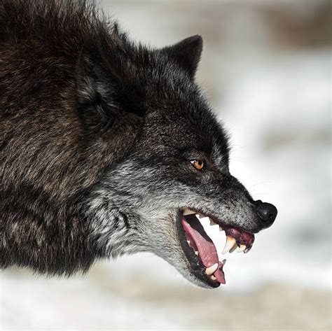 Royalty Free Wolf Side View Pictures Images And Stock Photos Istock