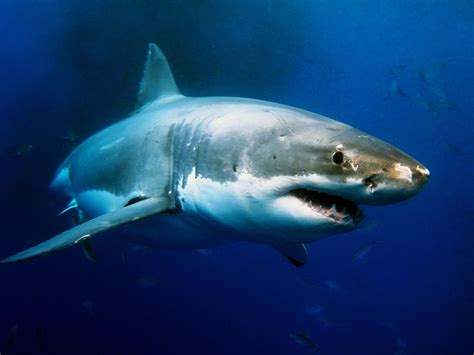 Great White Shark Wild Animal Safari Animal Planet