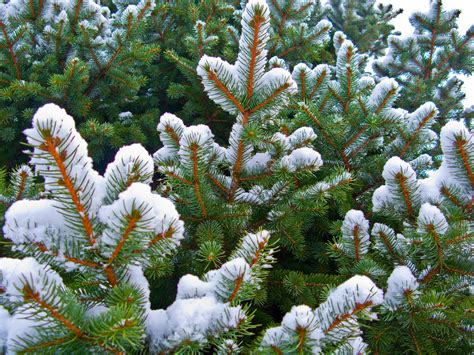 Blue Spruce Pine Tree Trees Free Nature Pictures By
