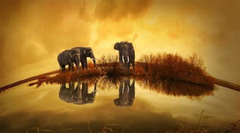 Iphone Elephant Hd Wallpaper For Mobile ~ Cbemperto Iphone Wallpapers