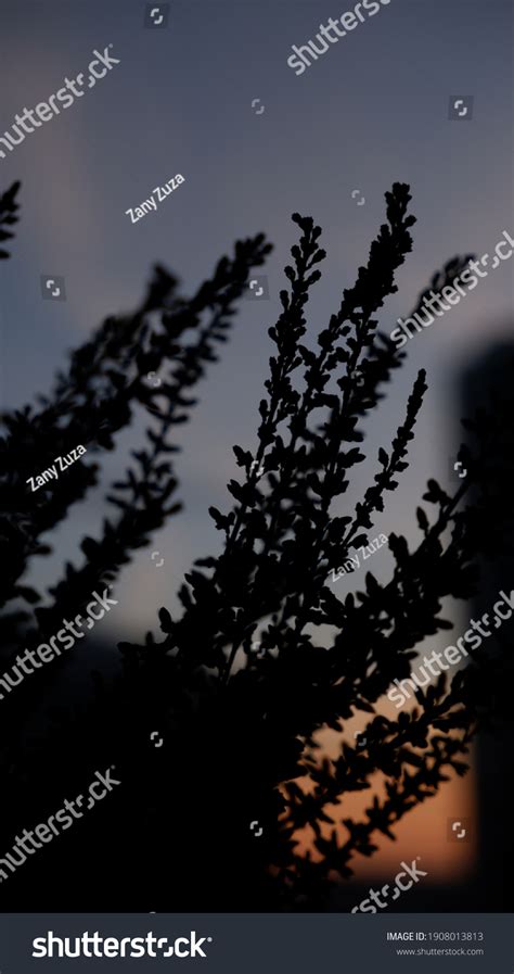 Silhouette Heather Plant On Sunset Background Stock Photo 1908013813