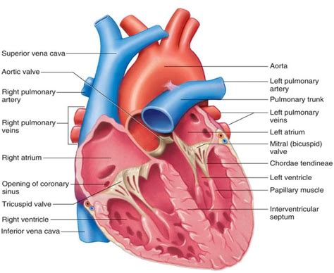 Labeled Heart Diagrams 101 Diagrams