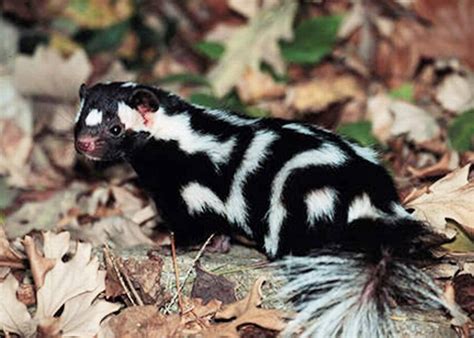 Suzys Animals Of The World Blog The American Hog Nosed Skunk