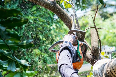 Benefits of Tree Removal Services - Warner Tree Service