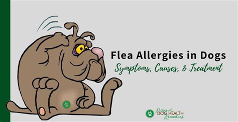 Flea Allergies In Dogs Symptoms Treatment And Remedies