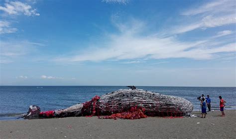 Greenpeace Philippines Launches Whale Installation