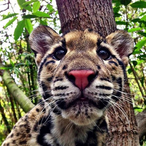 A Clouded Leopard Close Up Small Wild Cats Cute Animals Wild Cats