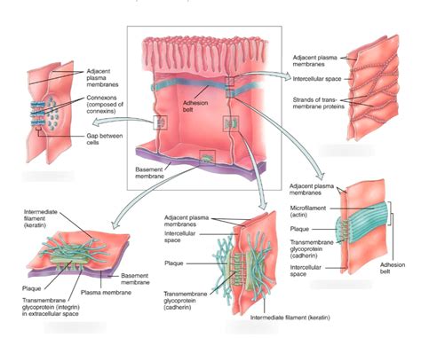 Anatomy Chapter Cell Junctions Diagram Diagram Quizlet