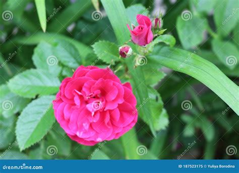Delicate Pink Roses Bloom On A Bush In A Spring Garden Stock Image