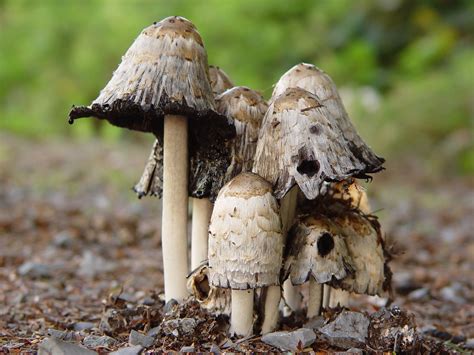 Magic Mushrooms Not Doesnt It Look Like The Mushroom On Flickr