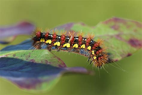 52 Hq Pictures Orange Caterpillar With Black Hairs Those Flashy Fall