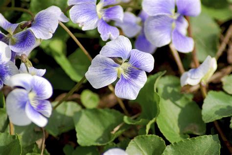 Types Of Violet Plants Learn About Violet Plant Varieties