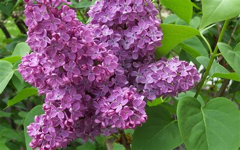 Lilac Flowers 145