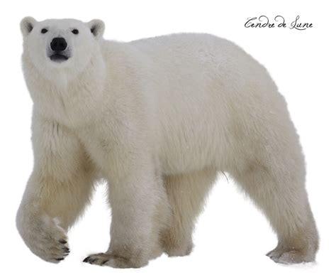 Polar Bear Png Transparent Images Png All Images