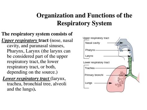 Solution Respiratory System Anatomy Practical And Lecture Studypool