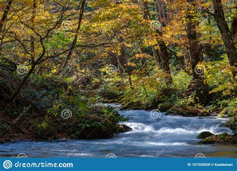 Oirase Stream In Sunny Day Beautiful Fall Foliage Scene