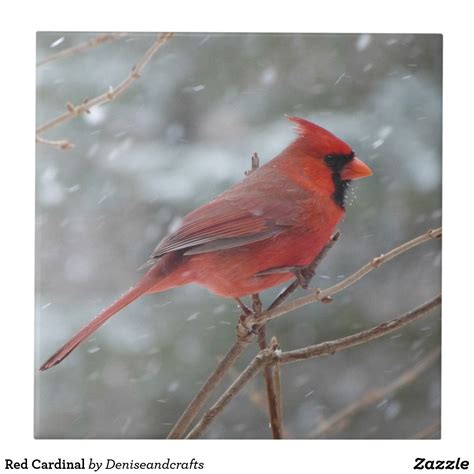 Red Cardinal Tile In 2020 Cardinal Birds Backyard Birds Bird