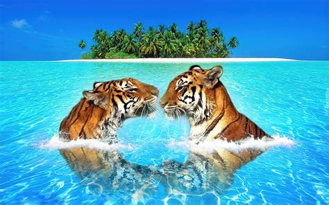 Tygrysy Woda Wyspa