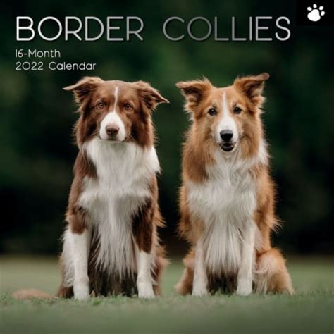 2022 Wall Calendar Border Collies Animals 12 X 12 In 16 Months With 180