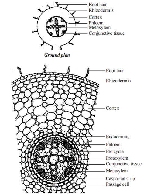 Internal Structure Of Dicot Root
