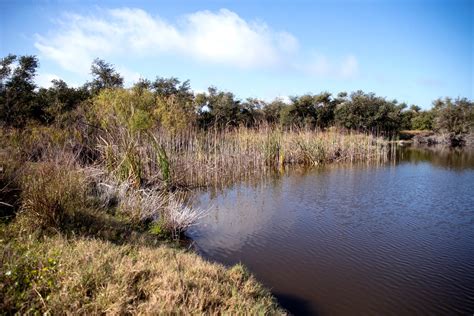 Birding Guide For Corpus Christi Rockport And Aransas Pass