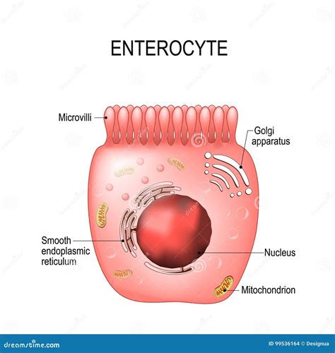 Enterocytes Intestinal Absorptive Cells Stock Vector Illustration Of