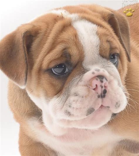 Feel free to browse hundreds of active classified puppy for sale listings, from dog breeders in pa and the surrounding. Ruby - English Bulldog Puppy for Sale in Leola, PA ...