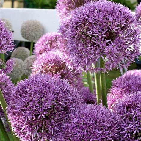 Allium Pinball Wizard Ail D Ornement Bulbeuse Aux Fleurs Rose Mauve