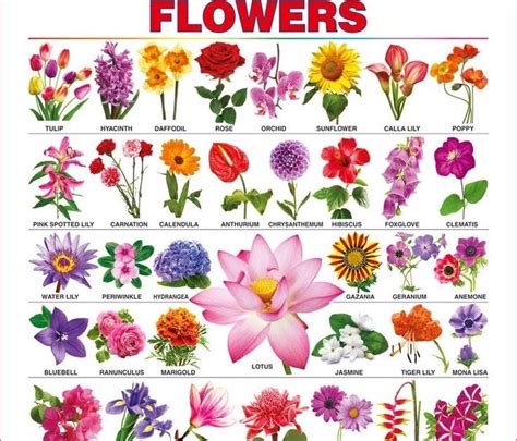 Amalie Jensen Flowers Name In English And Kannada Top 100 Flowers