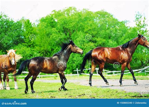 Horse Run Gallop In Meadow Stock Photo Image Of Gallop 150885340