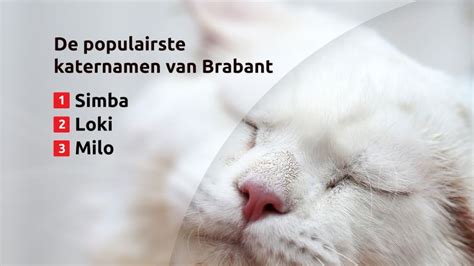 Poes Poes Dit Zijn De Populairste Kattennamen Omroep Brabant