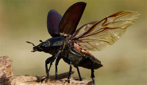 Stag Beetles Facts About The Uks Largest Beetle And Where To See It 2023