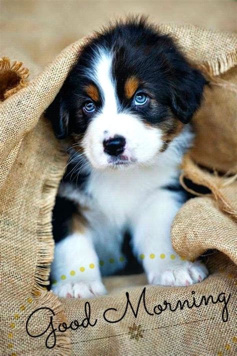 Good Morning Puppy Love Cute Animals Cute Baby Animals