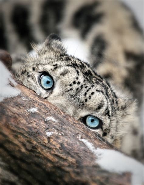 Pinthestars Snow Leopard Peaking Out From Behind A Log Animals