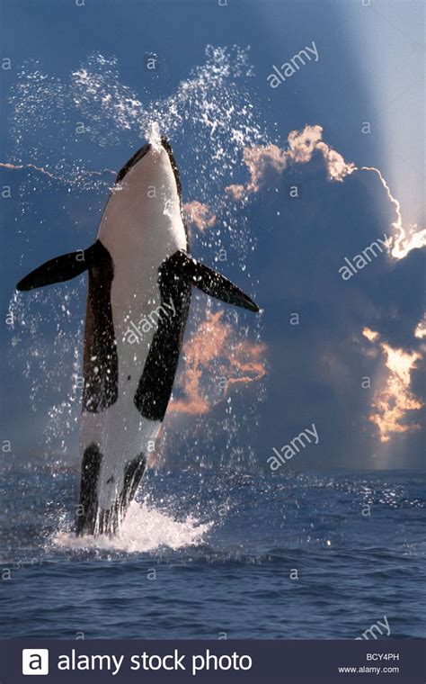 Killer Whale Orca Orcinus Orca Breaching Stock Photo Alamy