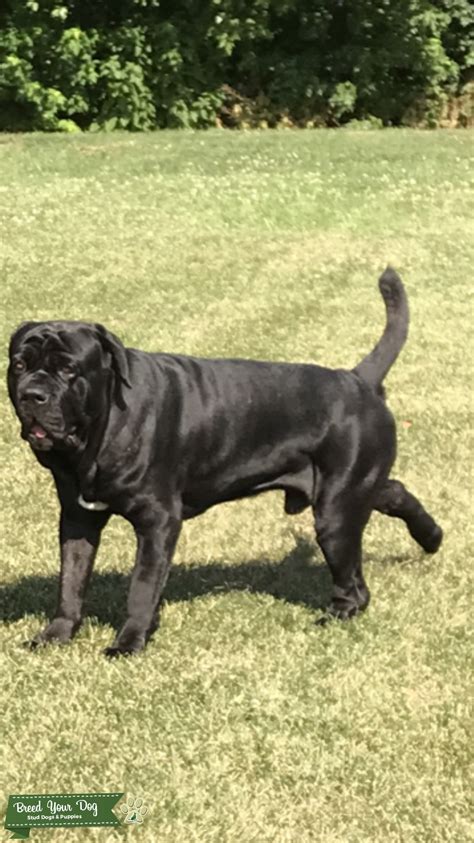 Athletic Build Neapolitan Mastiff Very Strong Bloodlines Stud Dog In