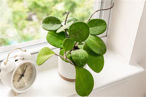 Hoya Obovata Plant Care And Growing Guide