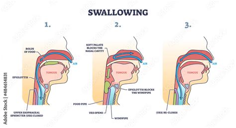Swallowing Process Explanation With Anatomical Principle Stages Outline