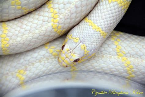 California King Snake Albino Project Noah