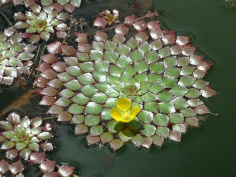 How To Grow And Care For Mosaic Plant Ludwigia Sedoides World Of
