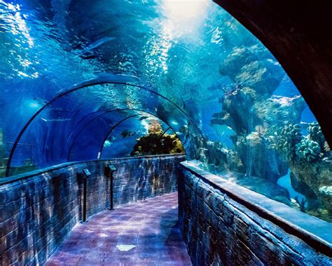 Watch Underwater Cctv Camera Installed At The National Aquarium Oh