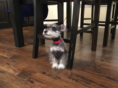 He is very smart, well mannered and protective. Miniature Schnauzer Puppies For Sale | Austin, TX #280724