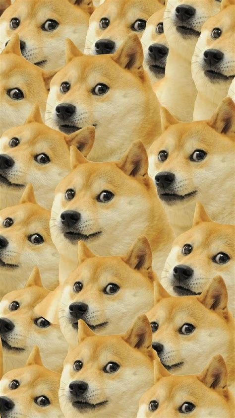 Doge Meme Wallpapers Wallpaper Cave