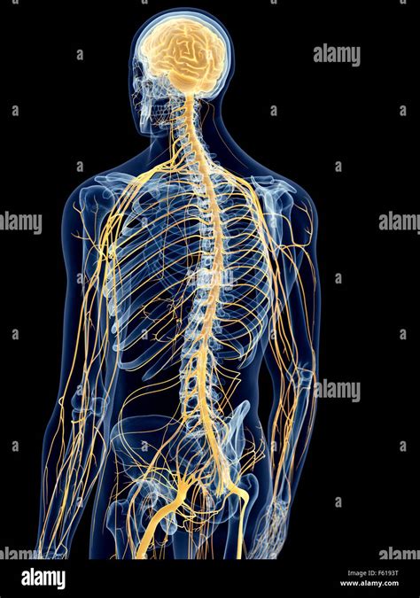 Medically Accurate Illustration Of The Back Nerves Stock Photo Royalty