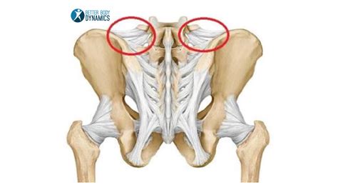 A series of muscles and ligaments in your back hold the bones of your spinal column in place. Low Back Pain and The Pelvic Ligaments - Better Body Dynamics