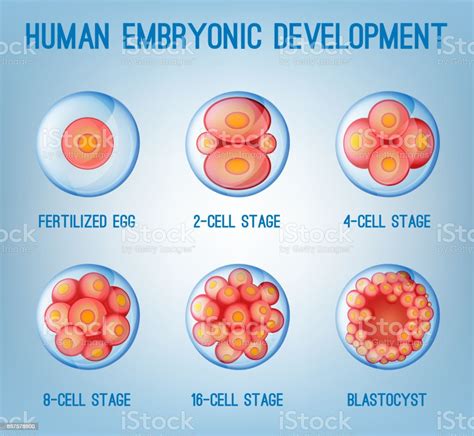Embryo Development Stock Illustration Download Image Now Istock